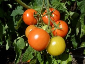 organic tomato plants