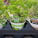 Growing Organic Herbs