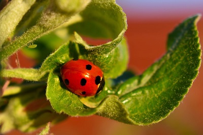 Attract Ladybugs