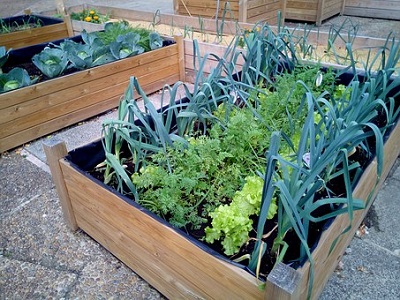 Raised Organic Garden